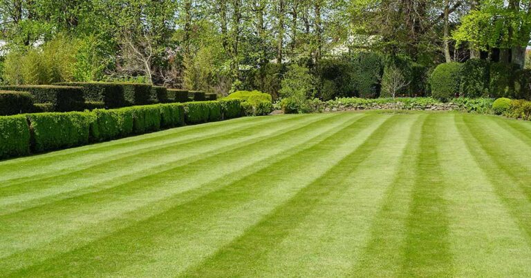 Tips for Healthy Lawn FB