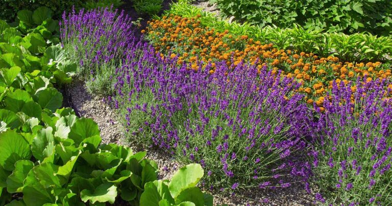 Best Companion Plants for Lavender FB