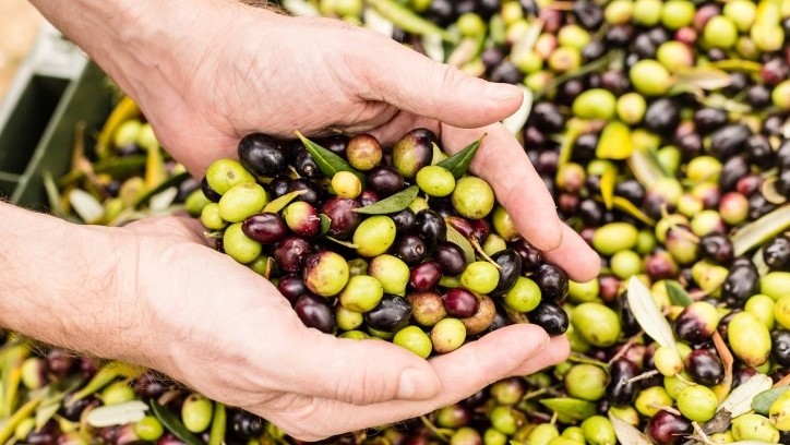 Beauty Broadcast Australian olive oil producers urged to upcycle pomace for cosmetics as health wellness interests surge