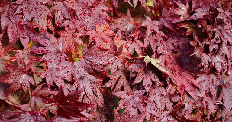 How to Grow Bloodgood Japanese Maple FB