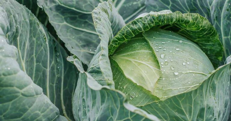 How to Grow Cabbage in Containers FB