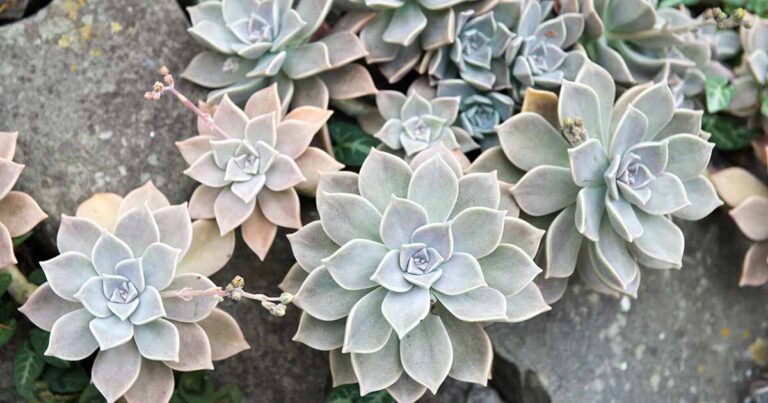 Grow Peacock Echeveria FB