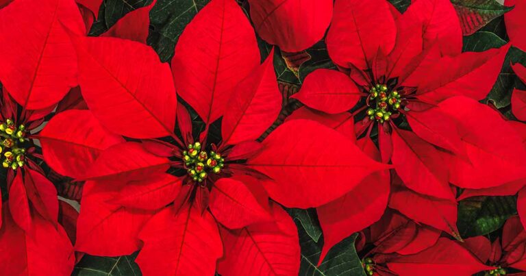 Encourage Poinsettia to Rebloom FB