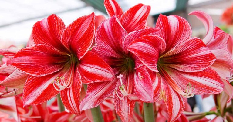 How to Fertilize Amaryllis FB