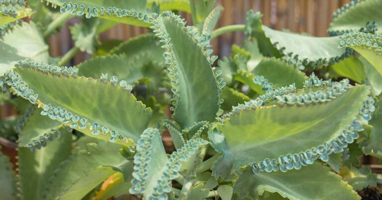 How to Grow Mother of Thousands FB