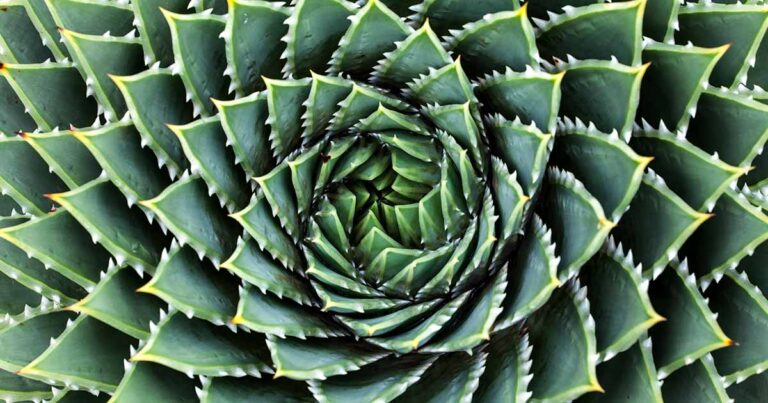 How to Grow Spiral Aloe FB