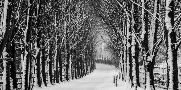 black trees covered in snow