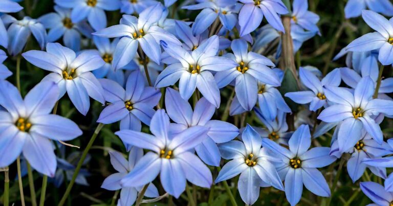 How to Grow Spring Starflowers FB