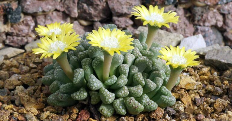 How to Grow Titanopsis Jewel Plant FB