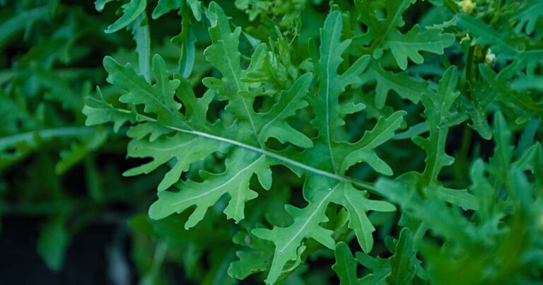 Lear About the Best Arugula Varieties FB