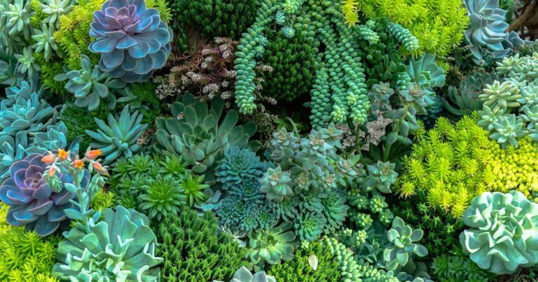 Monocarpic Succulents FB