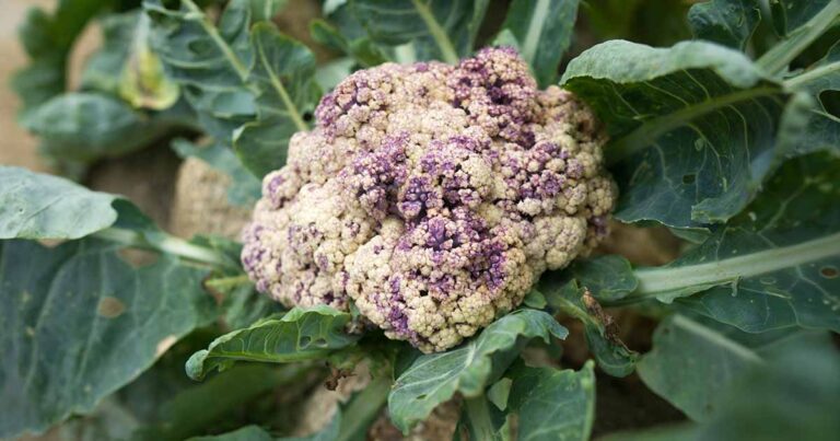 Cauliflower Turning Purple FB