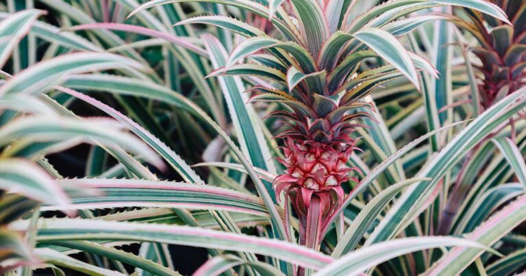 How to Grow Variegated Pineapple FB