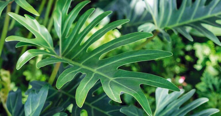 How to Grow Xanadu Philodendron FB