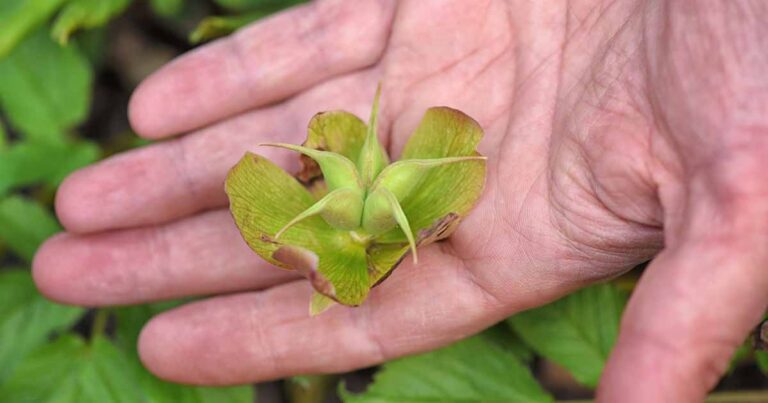 How to Harvest Hellebore Seeds FB