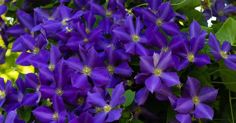 Best Cold Hardy Clematis FB