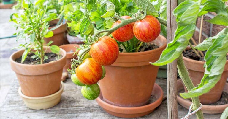Best Vegetables for Container Gardens