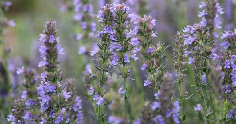 Grow Hyssop in Containers FB