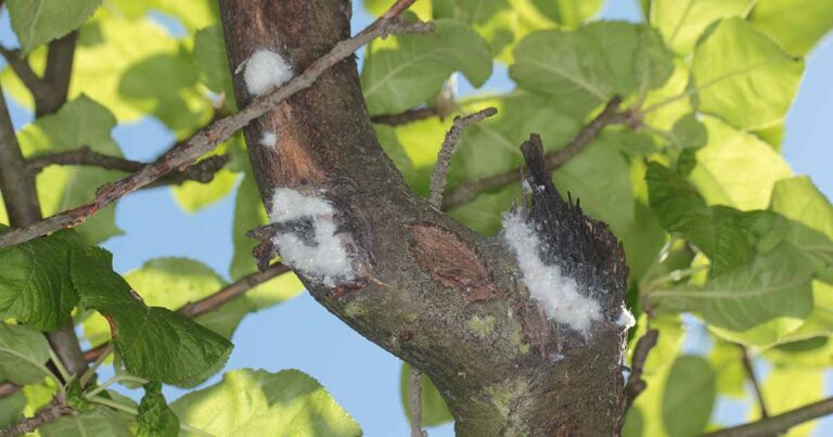 How to Control Woolly Aphids FB