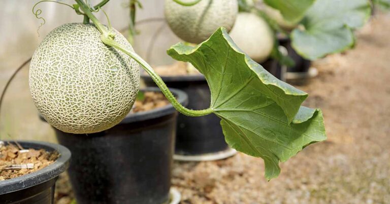 How to Grow Cantaloupe in Containers FB