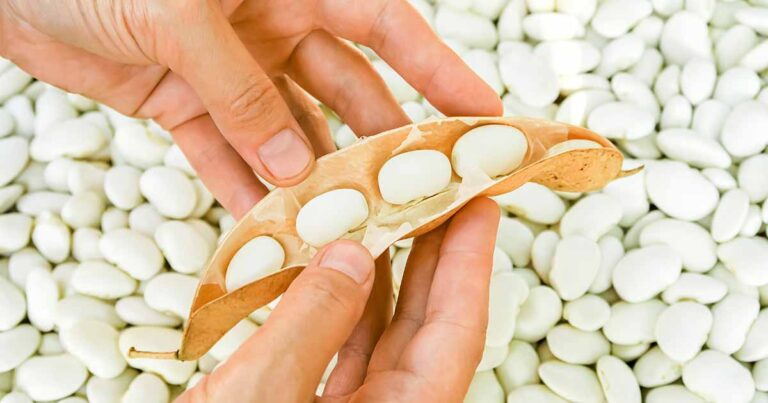 How to Grow Navy Beans FB