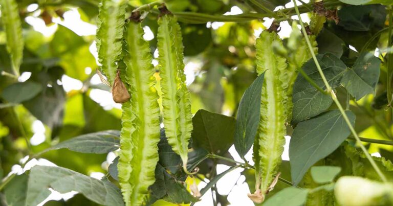 How to Grow Winged Beans FB