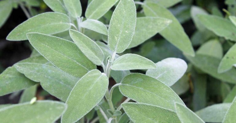 How to Grow and Harvest Common Sage FB