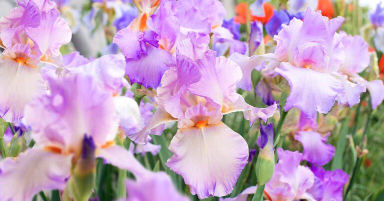 How to Lift and Divide Irises FB