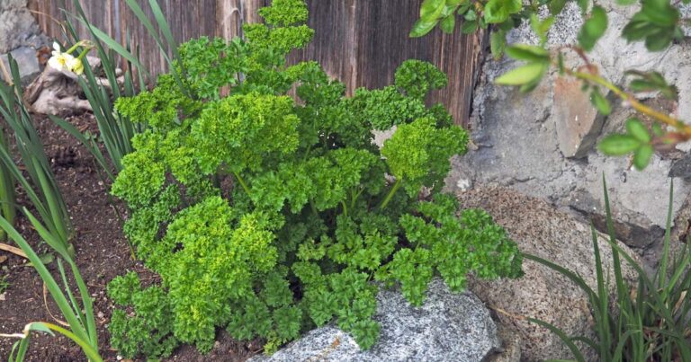 How to Plant and Grow Parsley FB2