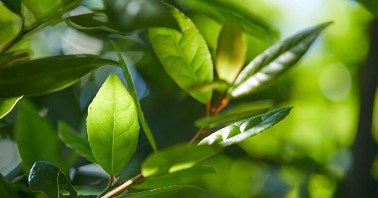 How to Propagate Bay Laurel from Cuttings FB