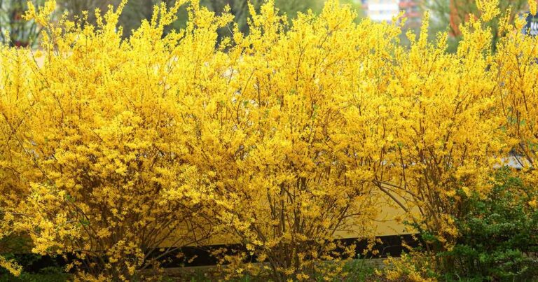 How to Propagate Forsythia FB