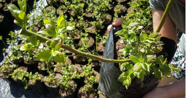 How to Transplant Blueberries FB