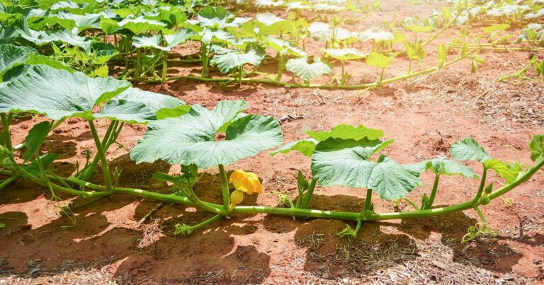 How to Trim Pumpkin Vines FB