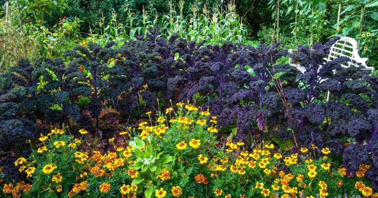 How to Use Marigolds for Pest Control FB