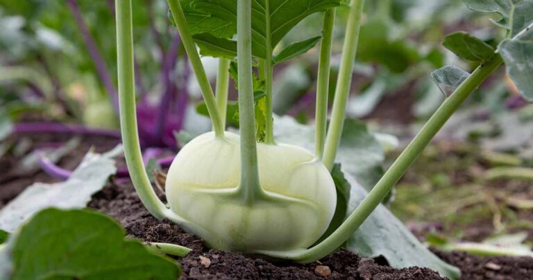 Kohlrabi Spacing FB