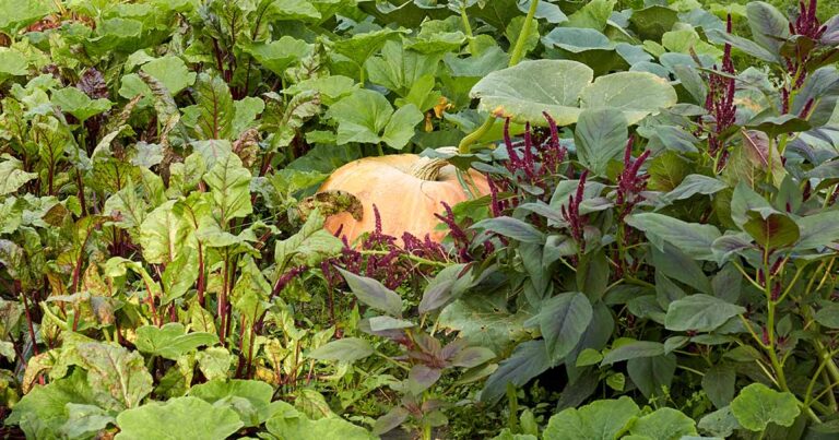 Pumpkin Companion Planting FB