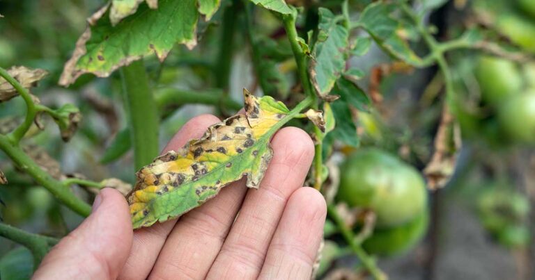 Septoria Leaf Spot on Tomato Plants FB