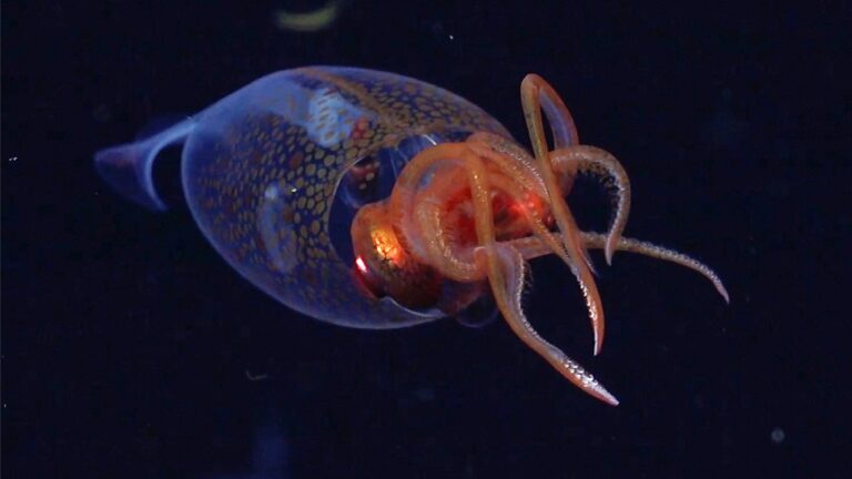 rare squid