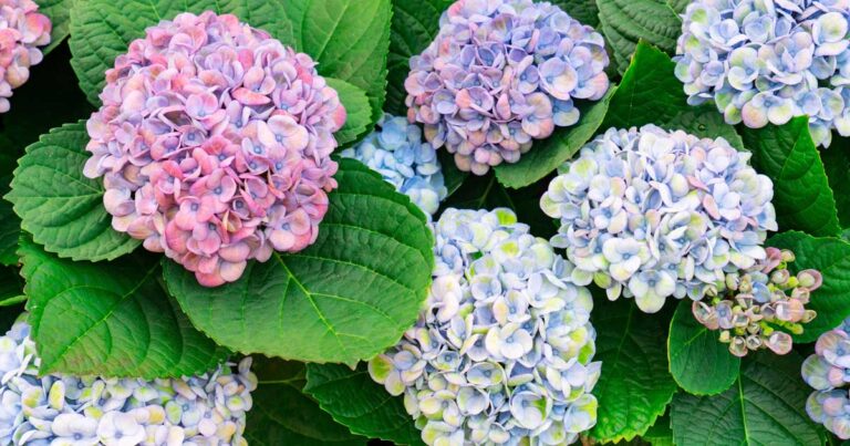 7 Reasons Why Hydrangea May Not Bloom FB