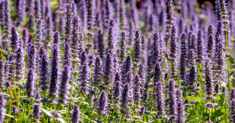 Best Agastache Varieties FB