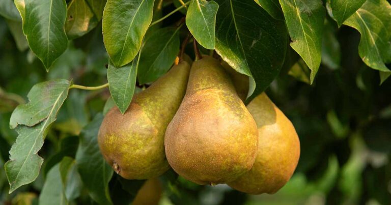 Best Cold Hardy Pears FB