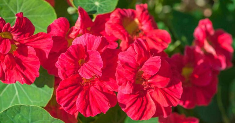Best Nasturtium Varieties FB