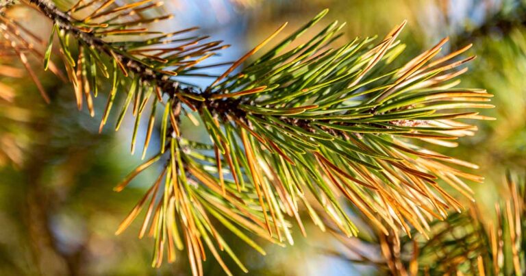 Conifer Needle Drop FB