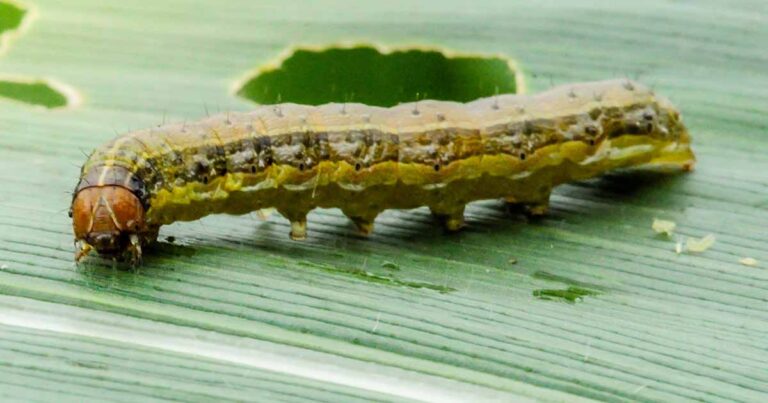 Control Armyworms FB