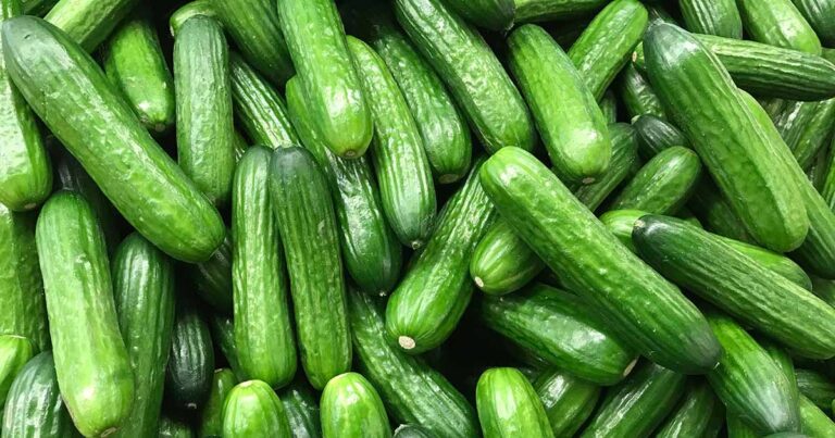 Cucumber Hollow Heart Causes and Solutions FB 2
