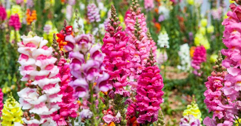 Different Types of Snapdragons FB