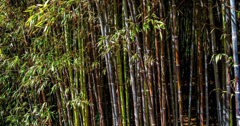 Grow Black Bamboo FB