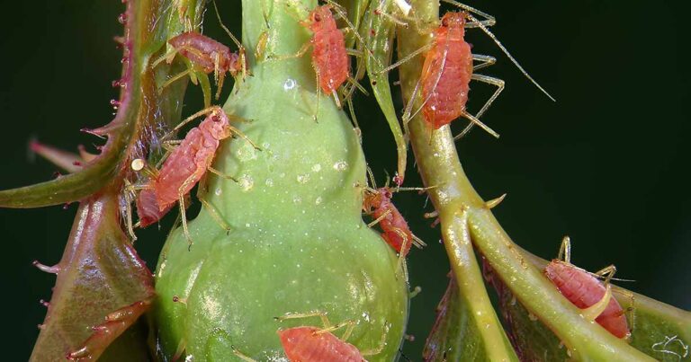 How to Control Aphids on Roses FB