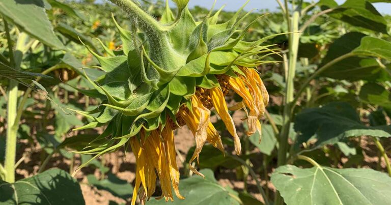 How to Fix Drooping Sunflowers FB