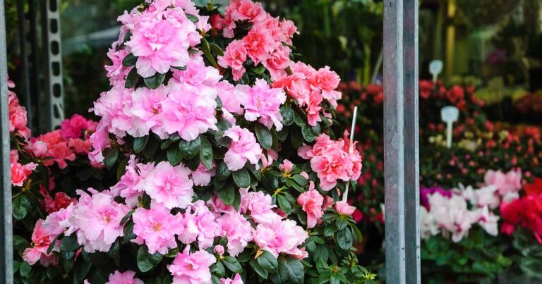 How to Grow Azaleas in Containers FB